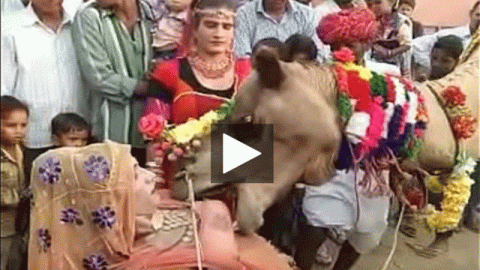 Ajab Desh Ki Gajab Tamasha - Camel sucking boobs