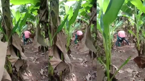 Malayali village lady caught during intense sex with lover in farm