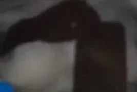 Bakkhali housewife ka secret xxx moment pussy play MMS Porn